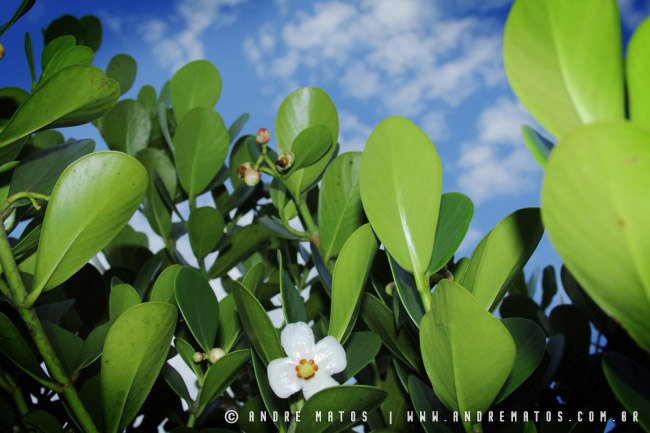 Cl&uacute;sia (Clusia fluminensis)
